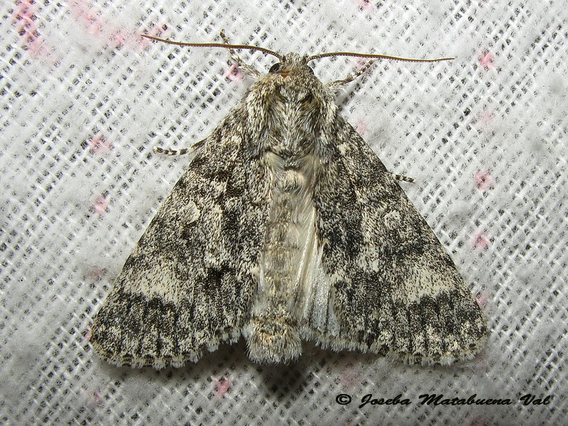 Acronicta (Subacronicta) megacephala - Noctuidae